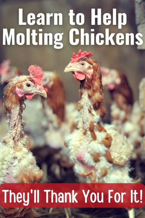 molting chickens Mites On Chickens, Homestead Hacks, Molting Chickens, Chicken Facts, Chicken Flock, Backyard Chicken Farming, Chicken Health, Laying Hens, Egg Production