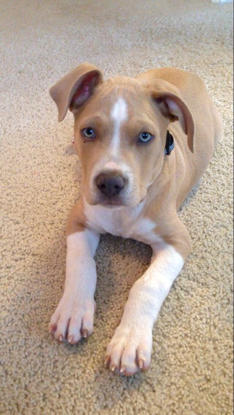 This is our Charlie! Amstaff puppy. #americanstaffordshireterrier #pitbull #puppy American Amstaff, Amstaff Dog, Staffordshire Terrier Puppy, American Stafford, Pitbull Dog Breed, Amstaff Puppy, Bully Breeds Dogs, Dachshund Mom, Pitbull Puppy