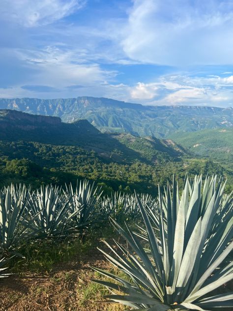 Mexico agave Jalisco Aesthetic, Tequila Mexico, Mexico Aesthetic, Landscape Pencil Drawings, Instagram Photo Editing, Ranch Life, Custom Painting, Agaves, Future Life