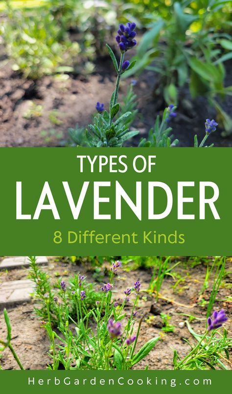 Discover the best types of lavender for your garden. Learn about 8 varieties and their uses with our comprehensive guide. Types Of Lavender, Lavender Types, Lavender Varieties, Culinary Lavender, Planting Tips, Garden Cooking, Dried Lavender Flowers, Provence Lavender, Lavender Garden