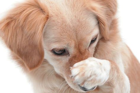 A dog covering his nose with his paw. Photography by ©kickers | Getty Images. Dog Covering Nose With Paws, Dog Covering Nose, Stinky Dog, Smelly Dog, Dog Remedies, Blind Dog, Dog Cover, Dog Smells, Dog Nose