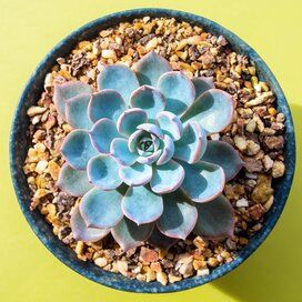 Echeveria-peacockii-getty-0421 Wooden Containers, Moss Plant, Concrete Bowl, Growing Greens, Big Yard, Moss Garden, Woodland Scene, Kitchen Door, Terracotta Planter