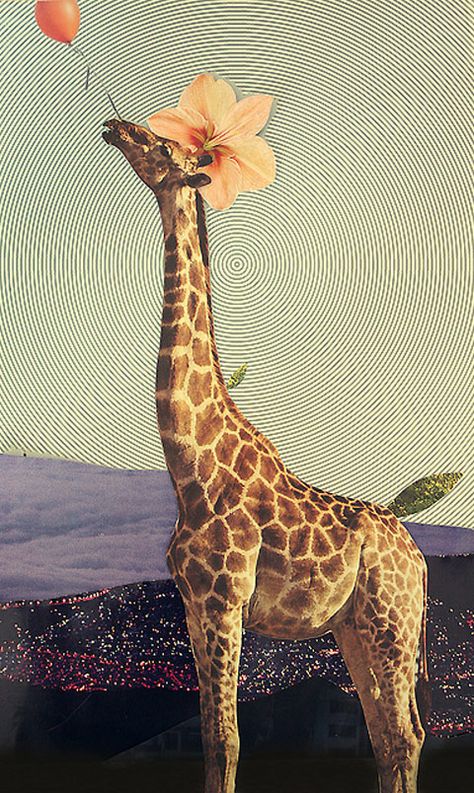 laura redburn Love Collage, Giraffe Art, Handmade Collage, A Giraffe, Beautiful Collage, Art And Illustration, Giraffes, Beautiful Creatures, Collage Art