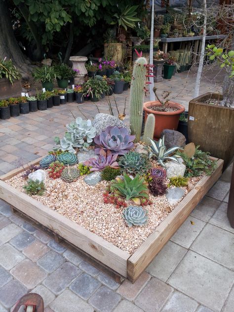 Small Cactus Garden, Cactus Garden Ideas, Mini Cactus Garden, Cactus Garden Landscaping, Succulent Garden Landscape, Cactus Arrangement, Cactus House Plants, Succulent Landscape Design, Indoor Cactus