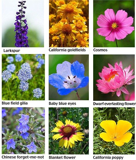 Wildflower types....I love Lupins! Wild Flowers Types, Wild Flower Types, Wildflower Types, Types Of Wild Flowers, California Wild Flowers, Larkspur California, Types Of Wildflowers, Planting Wildflowers, Growing Wildflowers