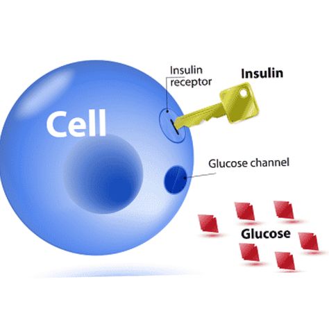 Looking for a natural way to control your blood glucose? 💪 According to recent research, building muscle through resistance training can significantly improve insulin sensitivity, helping you manage your blood sugar levels without the side effects of medication. 🏋️‍♂️ And no, you don’t need to be a bodybuilder—small increases in muscle mass can make a big difference! Let’s get healthy together! #HealthTips #DiabetesAwareness #FitnessJourney #MuscleHealth #NaturalWellness Research Building, Insulin Sensitivity, Increase Muscle Mass, Meta Analysis, Resistance Workout, Building Muscle, Blood Glucose, Insulin Resistance, Resistance Training