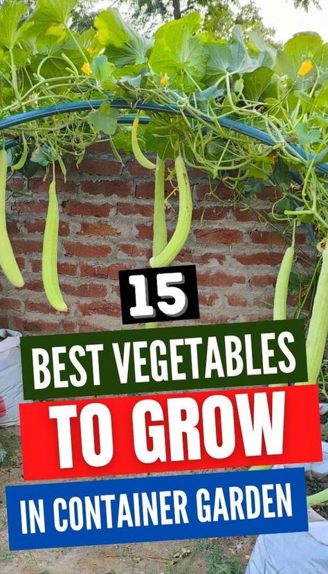 Dreaming of a vegetable garden but limited on space? Explore these container-friendly veggies for a fruitful harvest! 🍆🥦 #SmallSpaceGardening #ContainerPlants Gardening In Containers Vegetable, Best Vegetables For Container Gardening, Best Veggies To Grow In Pots, Growing Vegetables In Containers Container Gardening, Vegetable Container Gardening, Best Vegetables To Grow In Containers, Container Vegetable Garden, Container Gardens, When To Start Vegetable Seeds Indoors