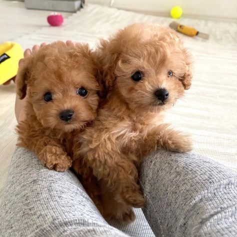 Poodle Puppy Black, Mini Poodle Puppy, Big Dogs Breeds, Miniature Poodle Puppy, Biggest Dog In The World, Biggest Dog, Cute Fluffy Dogs, Mini Goldendoodle Puppies, Poodle Puppies For Sale