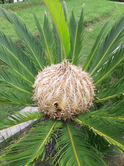 Cycas Plant, Outdoor Projects, Plant Life, Botany, Crochet, Plants, Flowers