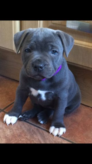 Top Quality Blue Staffordshire Bull Terriers Staffordshire Bull Terrier Puppies, Bull Terrier Puppies, Giant Dog Breeds, Bull Terrier Puppy, Mastiff Puppies, Staffordshire Bull Terriers, Staffordshire Terriers, Giant Dogs, Rottweiler Puppies