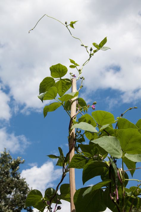 Depending on preference and garden size, the decision to plant pole beans or bush beans is the primary question. To maximize harvest from the pole beans, the question of pruning pole beans comes up. Click here for more. Growing Pole Beans, Plant Pole, Bean Plant, Potato Vines, Bush Beans, Pole Beans, Grandmas Garden, Garden Veggies, Garden Size