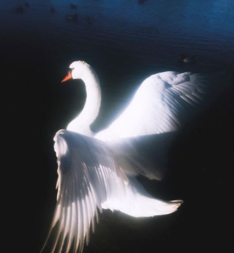 Art Amour, Swan Song, White Swan, I'm With The Band, Swan Lake, Black Swan, Swans, Aphrodite, Art Reference Photos