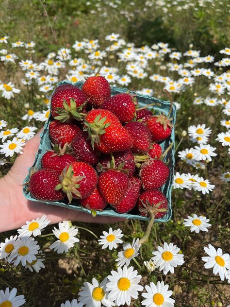 #stawberries #berrypicking #aesthetic #daisies #garden #flowergirl Strawberry Garden Aesthetic, Aesthetic Daisies, Daisy Aesthetic, Aesthetic Doctor, Berry Picking, Strawberry Garden, Garden Aesthetic, Aesthetic Red, Strawberry Fields