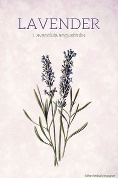 Lavender Health Benefits, Vintage Herbs, Green Witchery, Lavandula Officinalis, Watercolor Herbs, Flower Posters, Edith Holden, Lavender Herb, Essential Oils Herbs