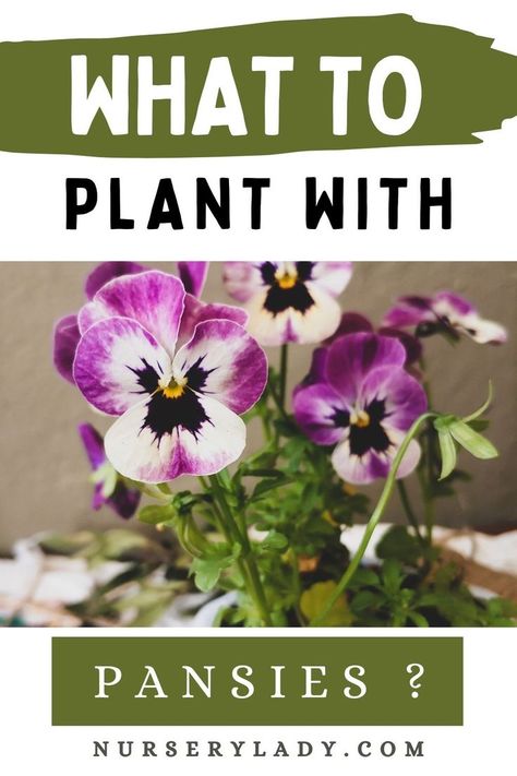 Planters With Pansies, Pansies In Flower Beds Front Yards, Pansy Planters, Pansies Landscape Front Yards, Pansy Companion Plants, Potted Pansies Planters, Pansy Garden Ideas, Pansies In Pots, Pansies In Containers