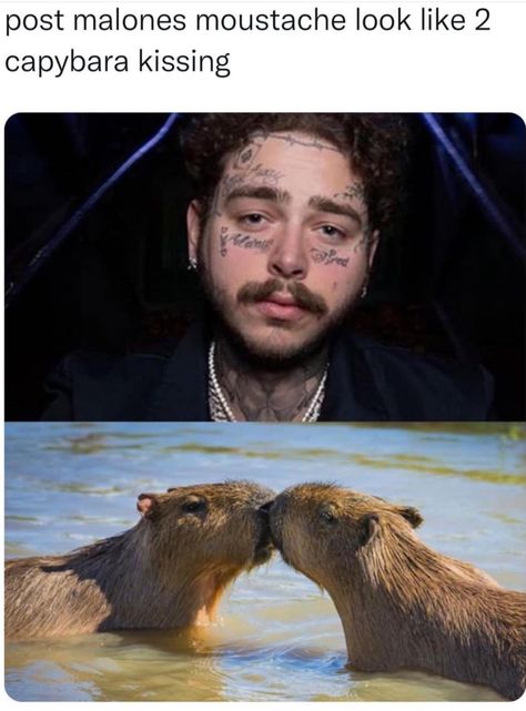 Humor Mexicano, Post Malone, Funny Animal Memes, Really Funny Memes, Animal Memes, Funny Laugh, Funny Cute, Funny Images, Really Funny