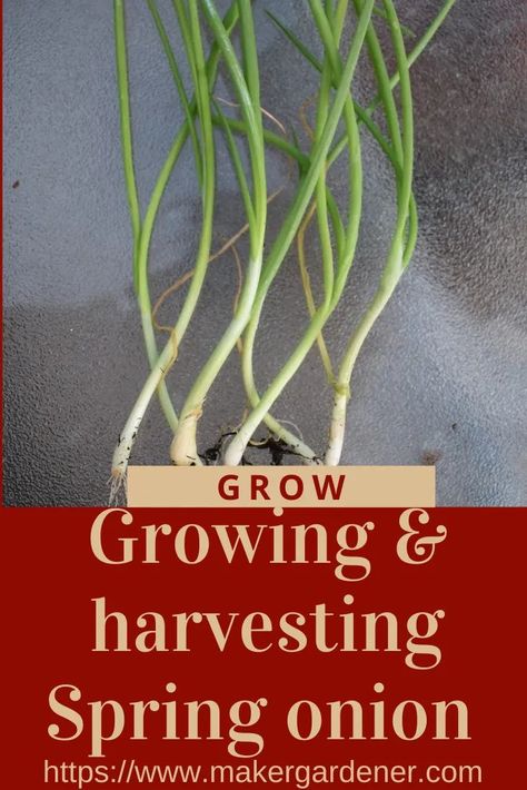 Growing and harvesting spring onion at home. Home growing spring onion from spring onion scraps to seeds. #growingspringonion Growing Spring Onions, Growing Vegetables At Home, Growing Onions, Seed Starter Kit, Planting Onions, Seed Starter, Spring Onions, Growing Seeds, Food Garden