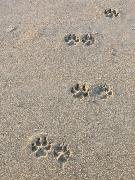 Beach With Dog Pictures, Dog On Beach Aesthetic, Neutral Dog Aesthetic, Dogs Vision Board, Beach Dog Aesthetic, Dog Pictures Aesthetic, Dog Beach Pictures, Dog Vision Board, Dog In Beach