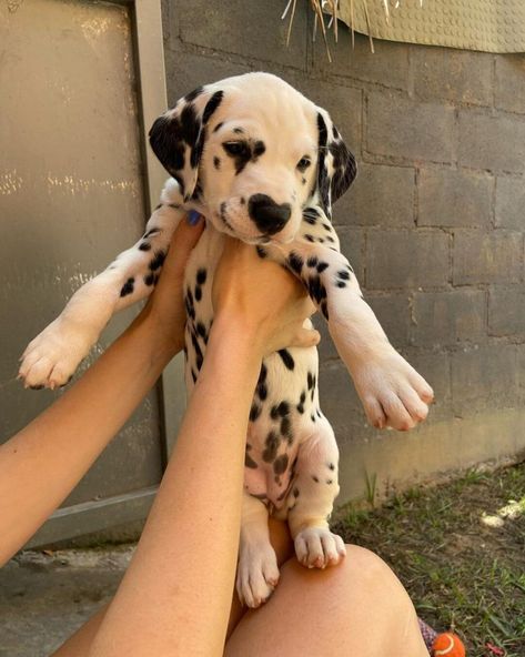 Baby Dalmatian, Pretty Puppy, The 101 Dalmatians, Dalmatian Puppies, Puppy Facts, Dalmatian Puppy, Dream Dog, Very Cute Dogs, Hapkido