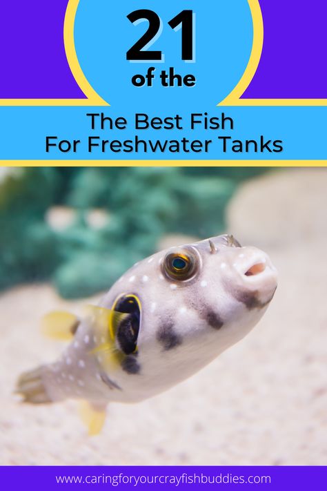 fish for freshwater tanks Cool Freshwater Aquarium Fish, Best Fish For Aquarium, Fresh Water Fish For Aquariums, Types Of Fish Aquarium, Community Fish Tank Freshwater, Loaches Fish Aquarium, Danio Fish, Best Aquarium Fish, Fish Only Saltwater Aquarium