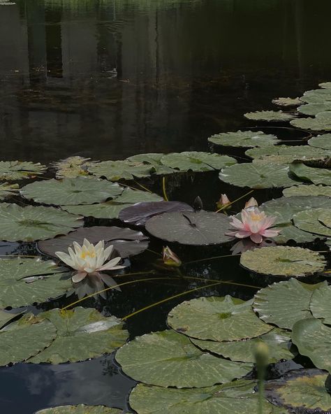 “Just like the lotus we too have the ability to rise from the mud, bloom out of the darkness and radiate into the world.” #lotus #flowers #ａｅｓｔｈｅｔｉｃ #peaceful Lotus In The Mud, Lotus Flower Aesthetic, Aesthetic Lotus, Lotus Field, Lotus Aesthetic, Aesthetic Peaceful, Dark Lotus, Flower Aesthetics, Out Of The Darkness