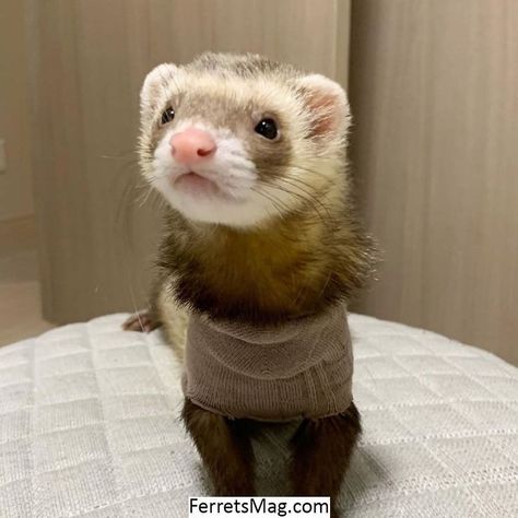 Ferret Stuff, Baby Ferrets, Funny Ferrets, Ferret Cage, A Ferret, Pet Ferret, Cute Ferrets, Pets 3, Baby Animals Funny