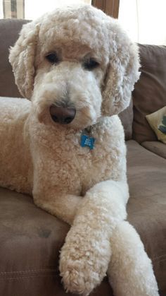 Standard Poodle Haircuts, Goldendoodle Haircuts, Anjing Poodle, Goldendoodle Grooming, Poodle Haircut, Poodle Dogs, Poodle Cuts, Poodle Grooming, 강아지 그림