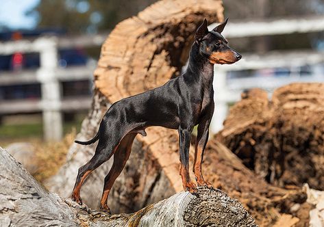 Black And Tan Terrier, English Toy Terrier, Toy Terrier, Lure Coursing, Manchester Terrier, Group Of Dogs, Purebred Dogs, Companion Dog, Dog Activities