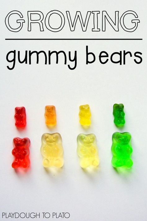 Growing Gummy Bears. Super cool (and easy!) science for kids. Candy Science Experiments, Oppgaver For Barn, Candy Experiments, Candy Science, Science Experience, Science Week, Halloween Science, Summer Science, Kid Experiments