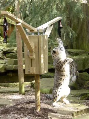 Zoo Enrichment, Zoo Ideas, Team Building, Habitat, Mammals, Angel, Building