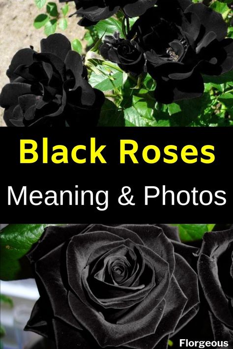 Do black roses actually exist? Can you grow them? What are their meanings? Check our guide for more! #blackroses #roses #rose #flowers #gardening #botanic Black Rose Meaning, Roses Meaning, Black Rose Tattoo Meaning, Money Rose Tattoo, Rose Tattoo With Name, Dark Roses Tattoo, Black Rose Tattoo, Rose Color Meanings, Simple Rose Tattoo