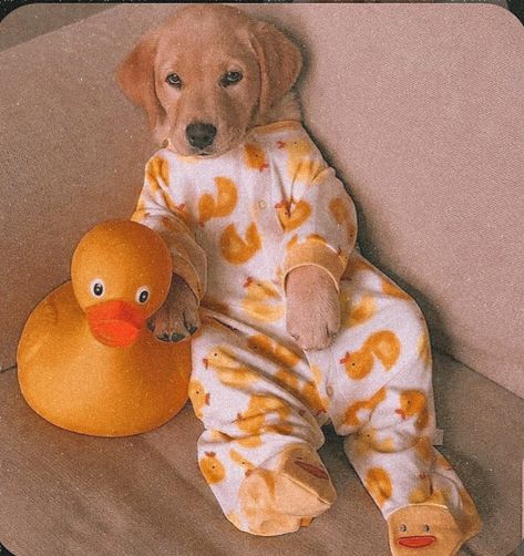 Cute Puppies In Costumes, Dog In Onesie, Cute Dogs In Clothes, Easter Dog Photos, Duck Outfit, Cute Braces Colors, Duck Dog, Duck Costumes, Preppy Dog