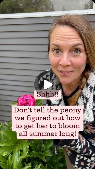 Kelly Welk on Instagram: "It’s TRUE…don’t tell the peonies we figured out how to get them to bloom all summer long. I’ve even heard some grandmas. Tell me they have saved their peony blooms in their fridge until thanksgiving! I have never been able to wait that long, but I have successfully held them in the fridge for several months.

Here’s how you do it :
- Cut the peony blossom when the bloom head feels like a marshmallow, the petals are just barely starting to open and it’s a little bit squishy
- Take off all of the foliage so that it’s only the stem with the bloom head
- Wrap in a damp paper, towel or newspaper
- then slide that wrapped up into a couple plastic bags from your produce
- the sweet little package in the back of your fridge and when you are ready for your peony to bloom, Julia Rose Itoh Peony, Peony Bouquets, Peony Farm, Itoh Peonies, Peony Garden, Planting Peonies, Growing Peonies, Inside Plants, Grasses Garden