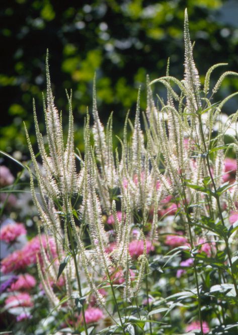 Lobelia Cardinalis, Native Plant Landscape, Perennial Garden Plans, Light Purple Flowers, Cardinal Flower, Native Plant Gardening, Shade Perennials, Have Inspiration, Dry Creek