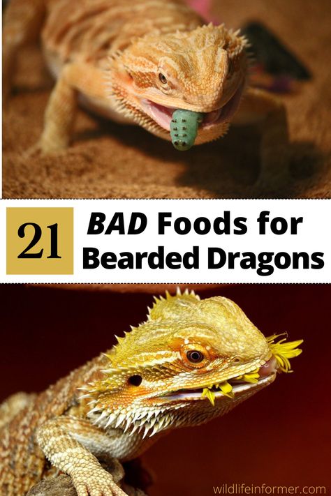 There are many foods that may seem perfectly harmless..like onions or spinach, but are actually unhealthy (or worse) for your bearded dragon. We help you navigate what foods to avoid with our list of 21 foods that are bad for bearded dragons #beardeddragon #exoticpets #beardeddragonfood Bearded Dragon Weight Chart, Bearded Dragon Greens List, Bearded Dragon Terrarium Ideas Tanks, Cute Bearded Dragon Tank, Bearded Dragon Tank Ideas, Bearded Dragon Feeding, Bearded Dragon Substrate, Bearded Dragon Food List, Breaded Dragon