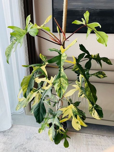 Philodendron Florida Beauty Variegated, Florida Beauty Philodendron, Florida Beauty Plant, Philodendron Variegated, Wishlist Plants, Variegated Philodendron, Philodendron Florida, Florida Plants, Plant Goals