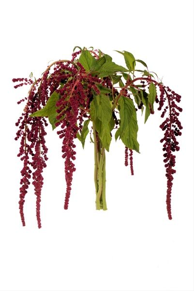 Amaranthus Hanging Red - Amaranthus - Flowers and Fillers - Flowers by category | Sierra Flower Finder White Amaranthus, Hanging Amaranthus, Hanging Amaranthus Bouquet, Amaranthus Caudatus, Red Amaranthus, Brown Amaranthus, Burgundy Hanging Amaranthus, Red Hanging Amaranthus, Elegant Wedding Flowers