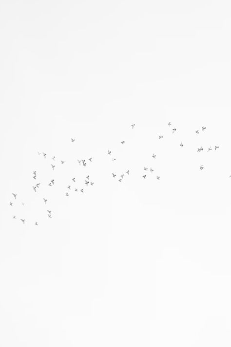 A flock of birds flying through a white sky photo – Free White Image on Unsplash Birds In The Sky Drawing, Sky Bird Png Video, Birds Circling In The Sky, Bird In Sky Aesthetic, Flock Of Birds Flying, Birds Falling From Sky, Windows Wallpaper, Sky Photo, Flock Of Birds