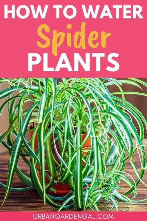 Water Spider, Spider Plant Care, Water Plants Indoor, Snake Plant Care, Household Plants, Plant Care Houseplant, Spider Plant, Hanging Plants Indoor, Plant Hacks