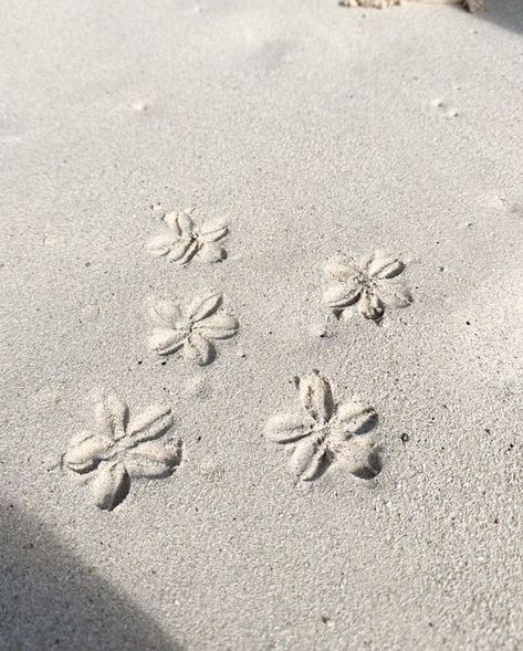 Beach Icon, Beach Flowers, Sand Art, Beige Aesthetic, Island Girl, Summer Wallpaper, Summer Pictures, Beach Aesthetic, Beach Bum