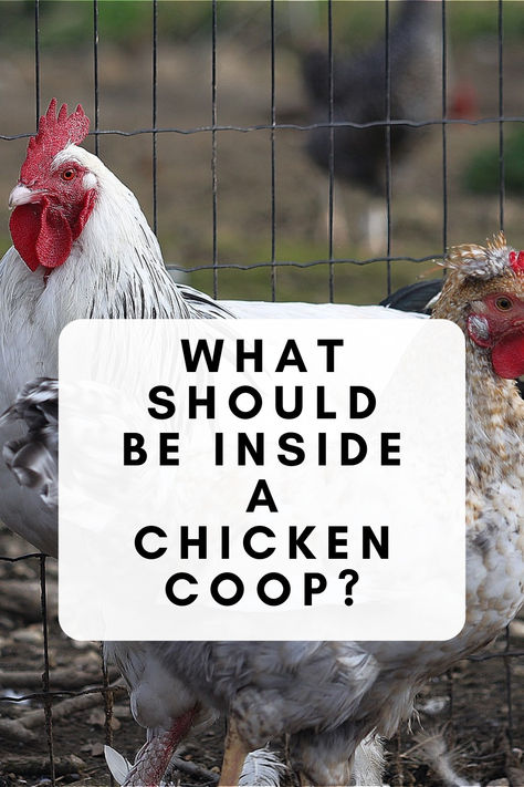 What Should Be Inside A Chicken Coop? What To Put In Bottom Of Chicken Coop, Chicken Coop Feeders, Chicken Boxes Nesting, Chicken Coop Essentials, Chicken Coop Size, Chicken Perch Ideas, Inside Of Chicken Coop Ideas, Chicken Coop Feeder, Inside A Chicken Coop