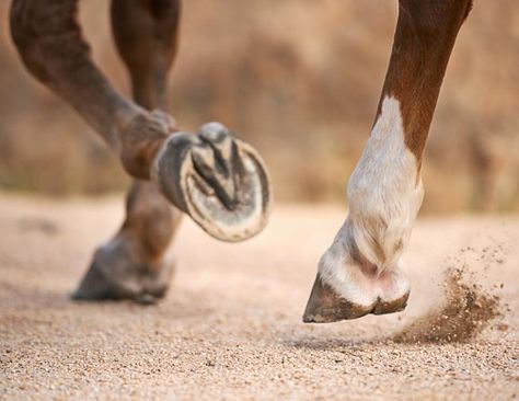 hoof care, barefoot horses, shod horses, American Association of Equine Practitioners, AAEP, equine athlete, fit horses, horse competition Equine Veterinarian, Canadian Horse, Horse Competition, Horse Hoof, Reining Horses, Hoof Care, Beautiful Horse Pictures, Horse Ornaments, Thoroughbred Horse