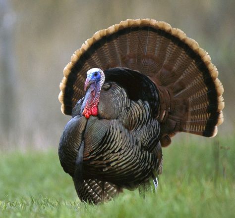 Wild Turkey - Male - latest sighting spreading his tail feathers on 5/16/15 - Clear Fork Farm, Whitley Co, KY Weird Animal Facts, Turkey Bird, Happy Thanksgiving Turkey, Scary Facts, Turkey Hunting, Wild Turkey, Animal Facts, Black Veil Brides, Weird Animals