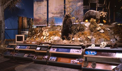 Bear exhibit in the Draper Natural History Museum, with grizzly bear specimens Animal Museum, Natural Science Museum, Zoo Park, Visit Yellowstone, Buffalo Bill, Museum Displays, Natural History Museum, Art Station, Museum Exhibition