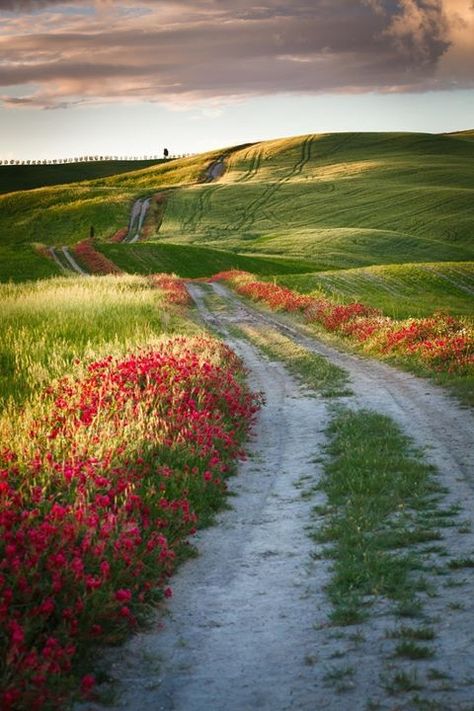 Paisaje Beautiful Roads, Dirt Road, Tuscany Italy, Calabria, Amazing Nature, Nature Pictures, Beautiful Landscapes, Tuscany, Wonders Of The World