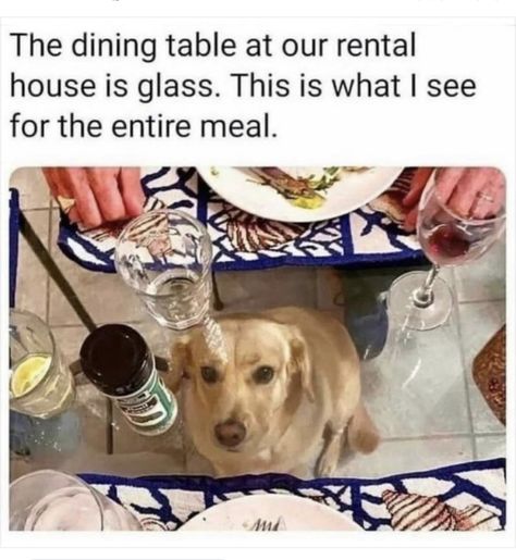 Funny Animal Memes, Canine Companions, Dog Show, Dog Memes, Funny Animal, Animal Memes, Cute Funny Animals, Dog Friends, Cat Memes