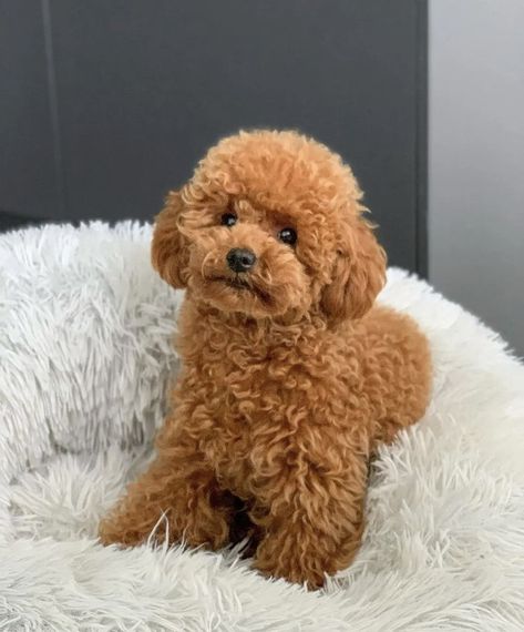 Tattoos Dog, Big Dogs Breeds, Biggest Dog In The World, Miniature Poodles, Toy Poodle Puppy, Biggest Dog, Cute Fluffy Dogs, Mini Poodle, Poodle Toy