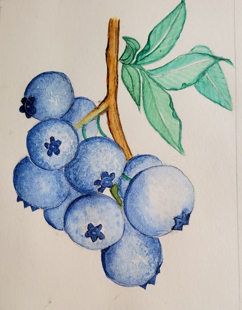 Blue Berries Drawing, Natural Motif Drawing, Blueberry Painting, Watercolor Blueberries, Branch Watercolor, Fruit Sketch, Fruit Art Drawings, Colored Pencil Art Projects, Botanical Sketchbook