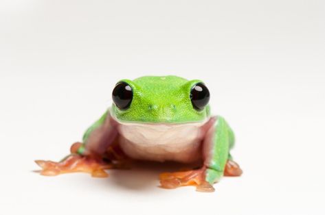 This black-eyed tree frog belongs to a species that scientists predict will decline by more than 80 percent over the next ten years.PHOTOGRAPH COURTESY F. ROVERO/MUSE Black Eyed Tree Frog Cute, Black Eyed Tree Frog, Frog Stuff, Elephant Shrew, Habitat Destruction, Incredible Creatures, Tree Frog, Unusual Animals, Rare Animals