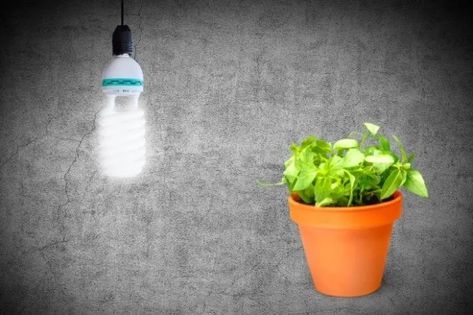 Can A Regular Light Bulb Help Plants Grow 4 Grow Lights Diy, Help Plants Grow, Indoor Hydroponics, Lights Diy, Grow Light Bulbs, Organic Pest Control, Natural Pest Control, Plant Nutrients, Heat Lamps